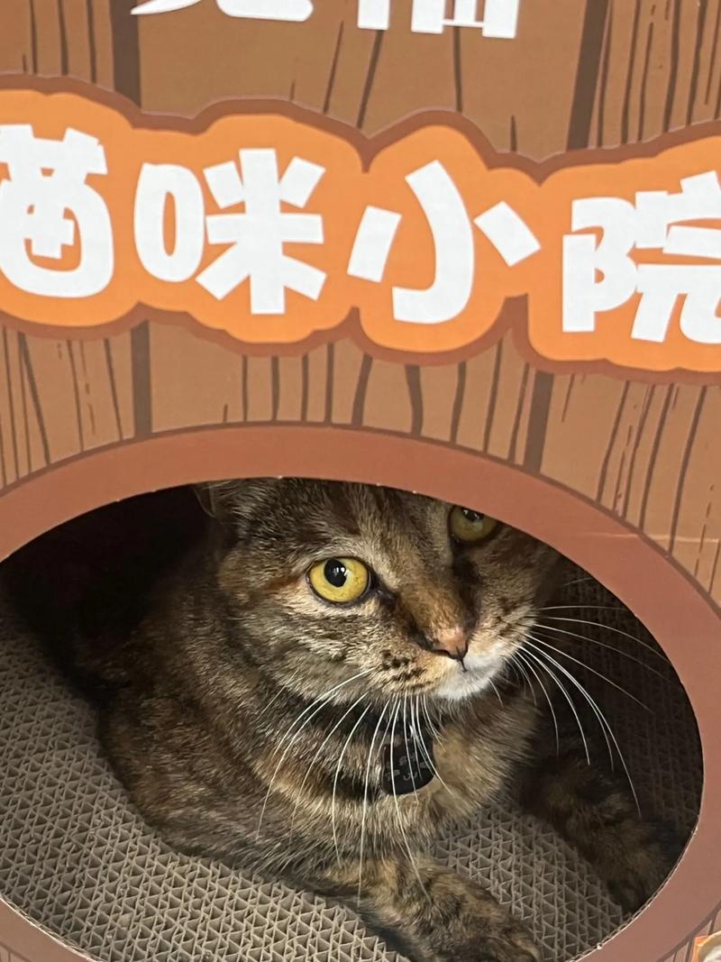 猫咪小院安卓版