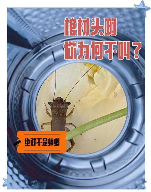 斗蛐蛐视频播放流鼻血版本图标