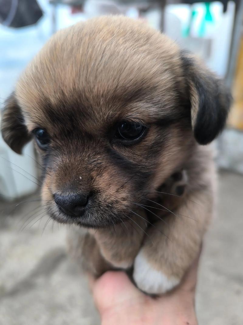 小奶狗短视频抖音版