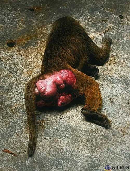 美国zoom动物最新版