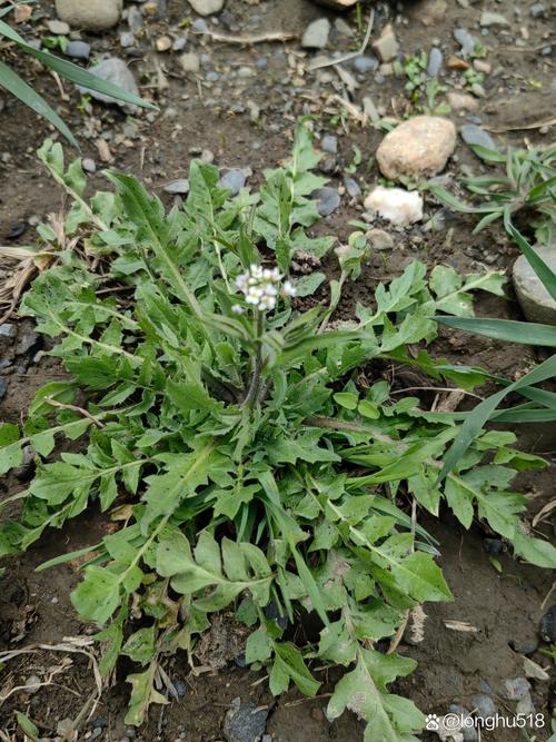 荠菜是什么菜图片