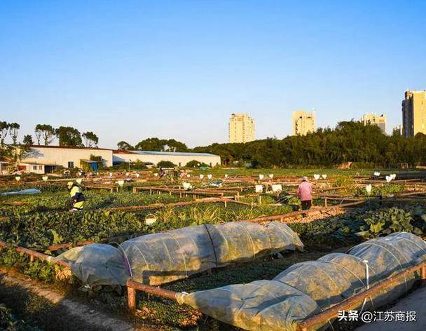 现实开心农场成功案例图标