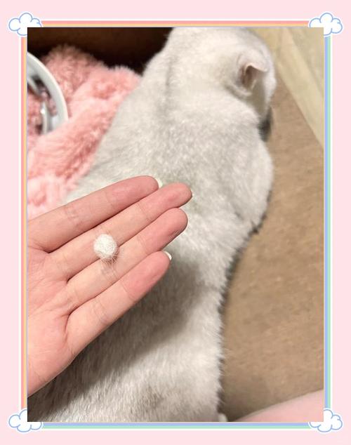 猫咪肚子里有毛球是什么表现
