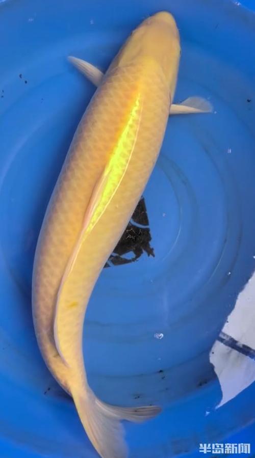 海王锦鲤游戏截图
