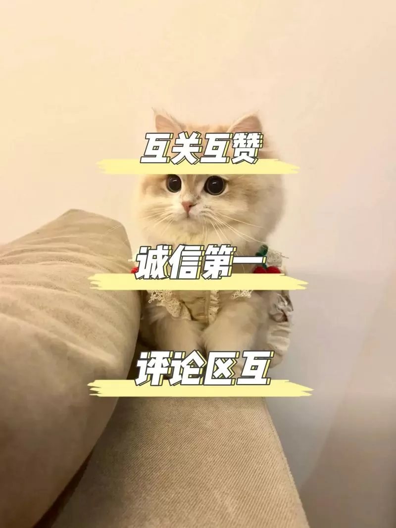 爱互赞